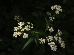 Torilis japonica