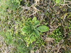 Myosotis brevis