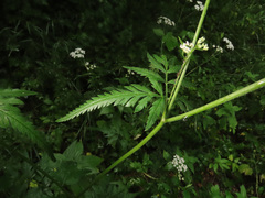Torilis japonica