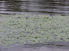 Nuphar lutea