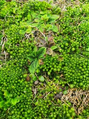 Myosotis brevis