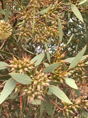 Eucalyptus socialis socialis