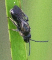 Dufourea novaeangliae