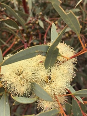 Eucalyptus socialis socialis
