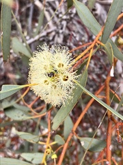 Eucalyptus socialis socialis