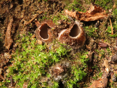 Geopora arenosa
