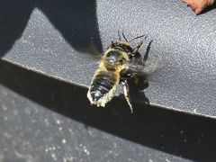 Megachile willughbiella