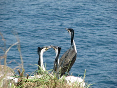 Phalacrocorax carbo lucidus