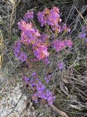 Calytrix leschenaultii