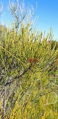 Allocasuarina striata