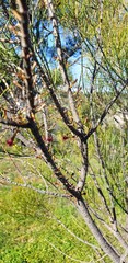 Allocasuarina striata