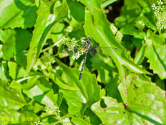 Heliogomphus retroflexus