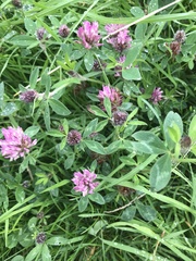 Trifolium pratense