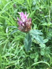 Trifolium pratense