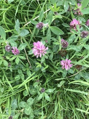 Trifolium pratense