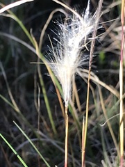 Andropogon eucomus