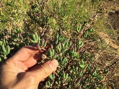 Lampranthus haworthii