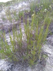 Artemisia salsoloides