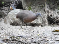 Crypturellus obsoletus