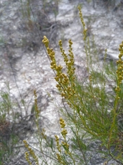 Artemisia salsoloides