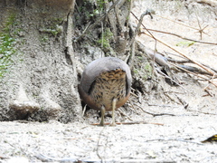 Crypturellus obsoletus