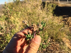 Lampranthus haworthii