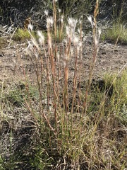 Andropogon eucomus