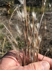 Andropogon eucomus