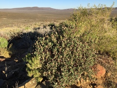 Lampranthus haworthii