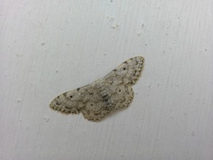 Idaea camparia