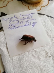 Melolontha melolontha