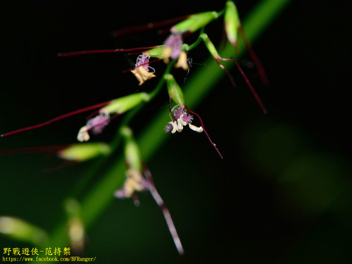 Oplismenus compositus