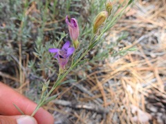 Penstemon californicus