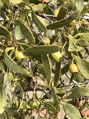 Santalum spicatum