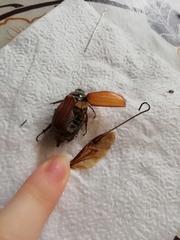 Melolontha melolontha