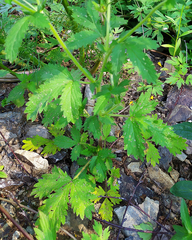 Potentilla norvegica