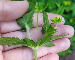 Potentilla norvegica