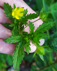Potentilla norvegica