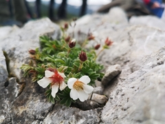 Potentilla clusiana