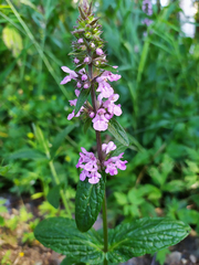 Stachys palustris