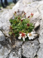 Potentilla clusiana