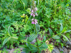 Stachys palustris