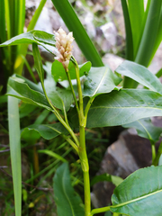 Persicaria amphibia