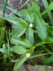 Persicaria amphibia
