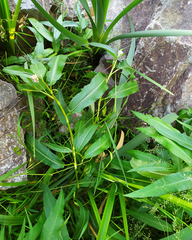 Persicaria amphibia