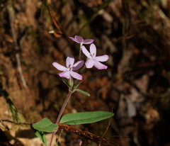 Pseuderanthemum variabile