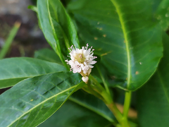 Persicaria amphibia