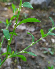 Polygonum aviculare