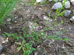 Polygonum aviculare