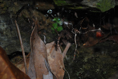 Corasoides australis